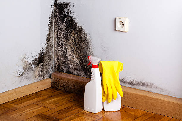 Best Affordable Mold Removal  in USA